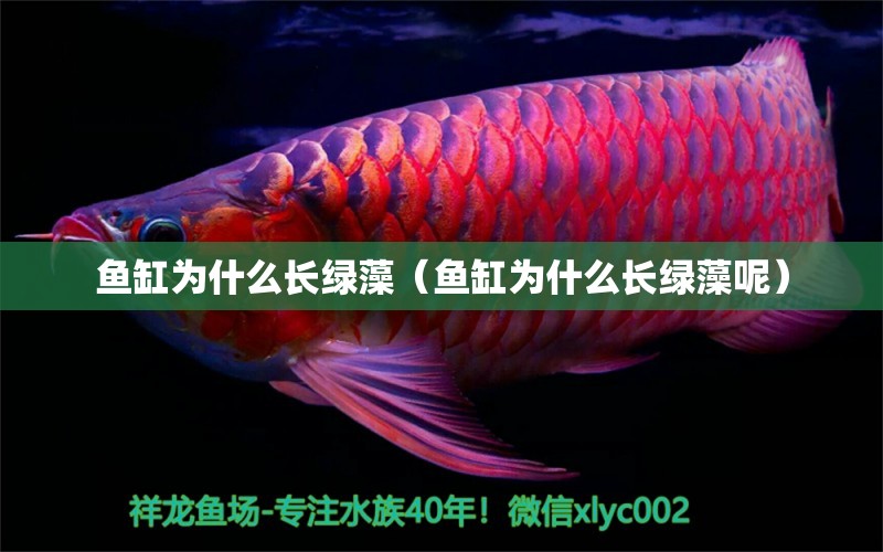 魚缸為什么長綠藻（魚缸為什么長綠藻呢） 造景/裝飾 第1張