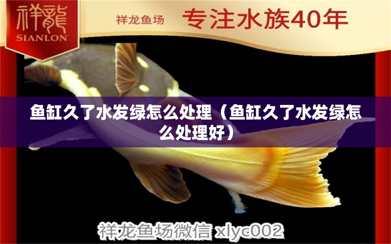 魚缸久了水發(fā)綠怎么處理（魚缸久了水發(fā)綠怎么處理好）