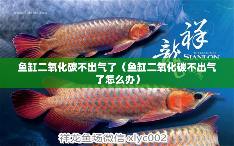 魚缸二氧化碳不出氣了（魚缸二氧化碳不出氣了怎么辦）