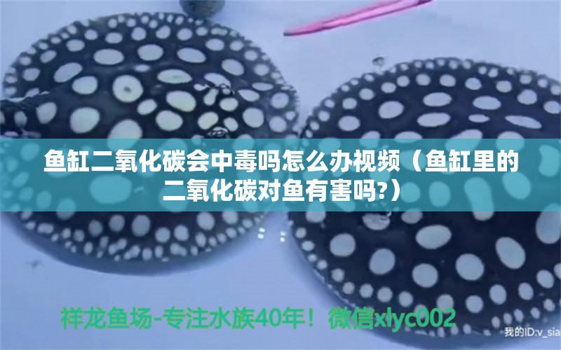 魚缸二氧化碳會中毒嗎怎么辦視頻（魚缸里的二氧化碳對魚有害嗎?）