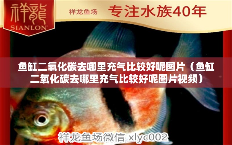 魚缸二氧化碳去哪里充氣比較好呢圖片（魚缸二氧化碳去哪里充氣比較好呢圖片視頻）