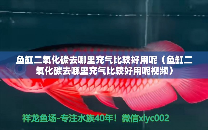 魚缸二氧化碳去哪里充氣比較好用呢（魚缸二氧化碳去哪里充氣比較好用呢視頻）