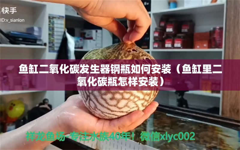 魚缸二氧化碳發(fā)生器鋼瓶如何安裝（魚缸里二氧化碳瓶怎樣安裝） 二氧化碳設(shè)備