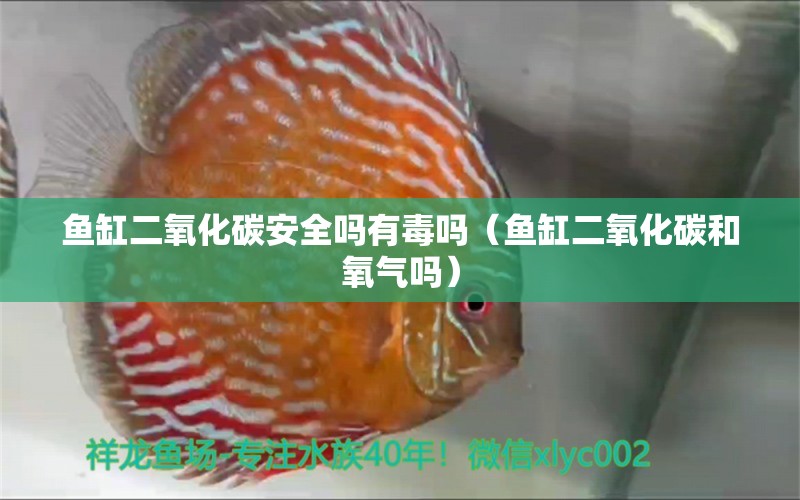 魚缸二氧化碳安全嗎有毒嗎（魚缸二氧化碳和氧氣嗎） 充氧泵 第1張