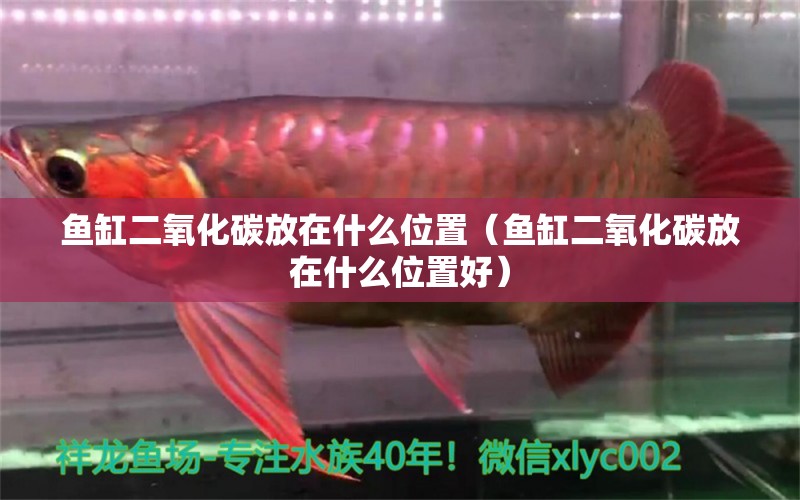 魚缸二氧化碳放在什么位置（魚缸二氧化碳放在什么位置好） 二氧化碳設(shè)備