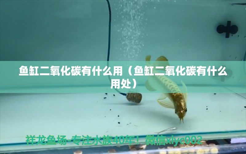 魚(yú)缸二氧化碳有什么用（魚(yú)缸二氧化碳有什么用處） 二氧化碳設(shè)備