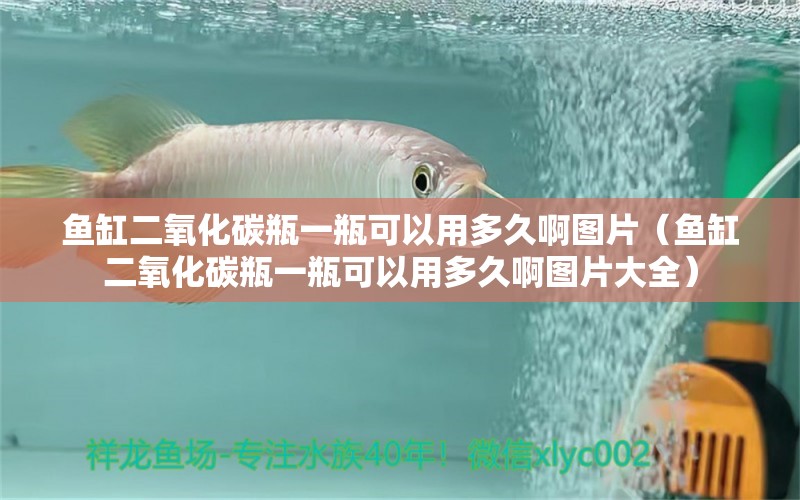 魚缸二氧化碳瓶一瓶可以用多久啊圖片（魚缸二氧化碳瓶一瓶可以用多久啊圖片大全）