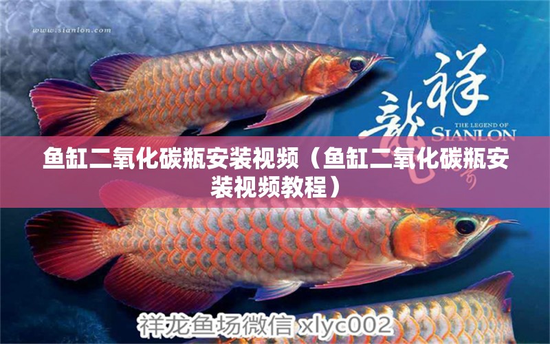 魚缸二氧化碳瓶安裝視頻（魚缸二氧化碳瓶安裝視頻教程）