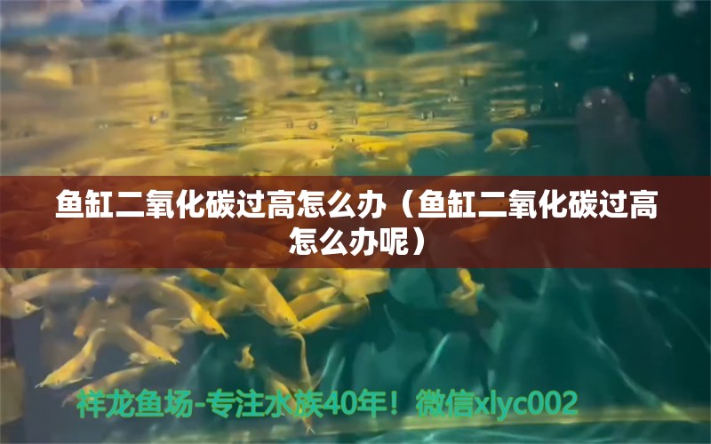 魚缸二氧化碳過高怎么辦（魚缸二氧化碳過高怎么辦呢） 二氧化碳設(shè)備