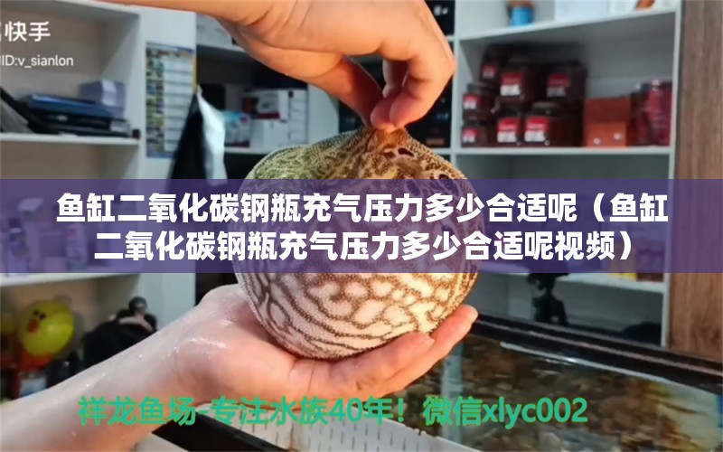 魚缸二氧化碳鋼瓶充氣壓力多少合適呢（魚缸二氧化碳鋼瓶充氣壓力多少合適呢視頻）