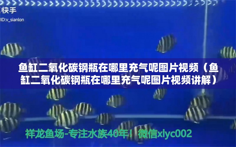 魚缸二氧化碳鋼瓶在哪里充氣呢圖片視頻（魚缸二氧化碳鋼瓶在哪里充氣呢圖片視頻講解）