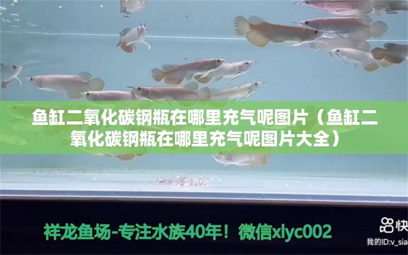 魚缸二氧化碳鋼瓶在哪里充氣呢圖片（魚缸二氧化碳鋼瓶在哪里充氣呢圖片大全）