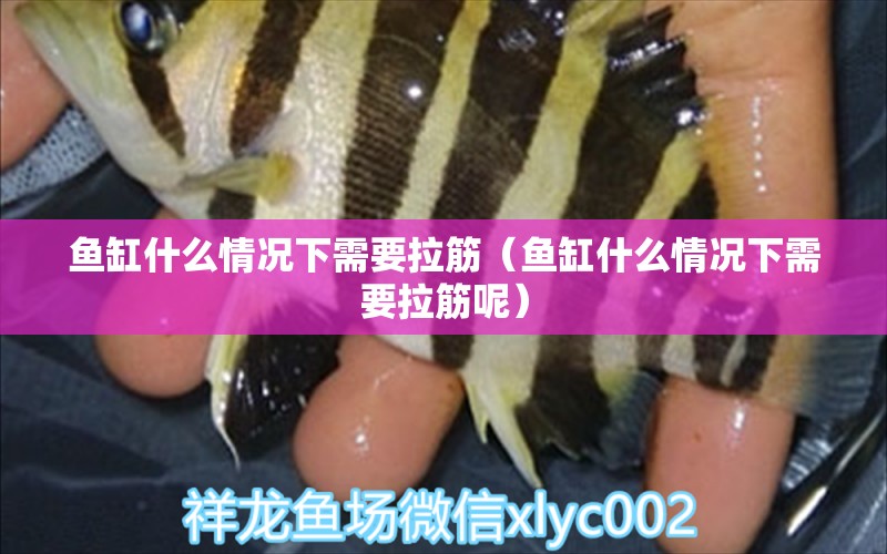 魚缸什么情況下需要拉筋（魚缸什么情況下需要拉筋呢） 觀賞魚市場（混養(yǎng)魚）