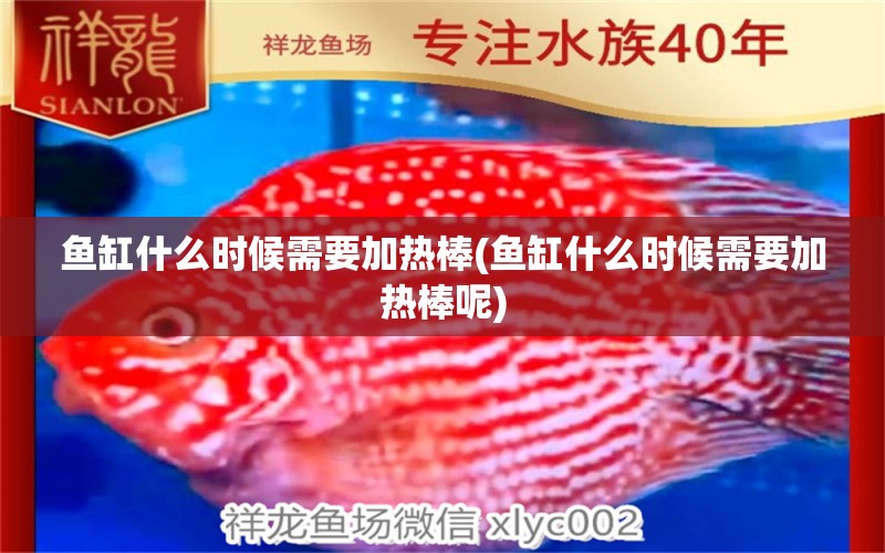 魚缸什么時候需要加熱棒(魚缸什么時候需要加熱棒呢) 馬拉莫寶石魚苗