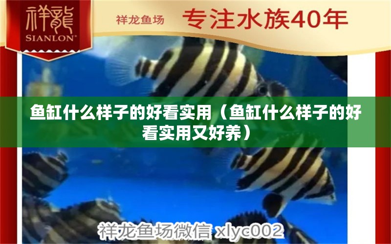 魚缸什么樣子的好看實用（魚缸什么樣子的好看實用又好養(yǎng)）