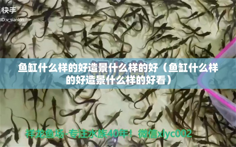 魚缸什么樣的好造景什么樣的好（魚缸什么樣的好造景什么樣的好看）