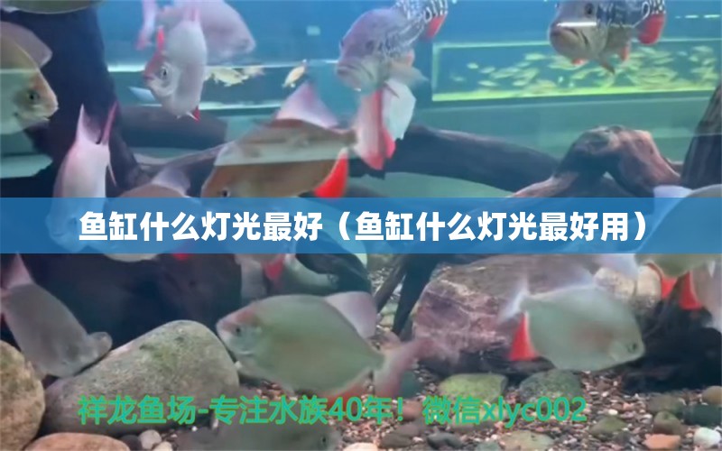 魚缸什么燈光最好（魚缸什么燈光最好用） 祥龍水族醫(yī)院