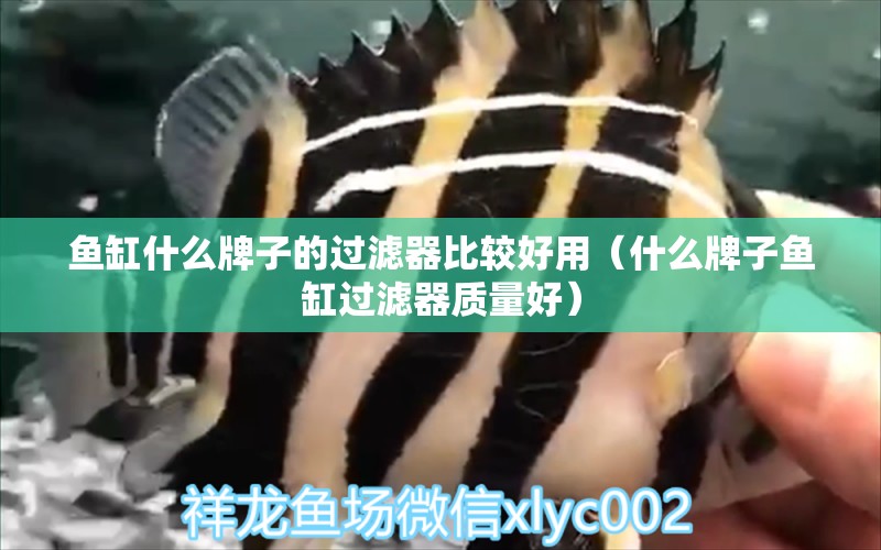 魚缸什么牌子的過濾器比較好用（什么牌子魚缸過濾器質(zhì)量好） 貓貓