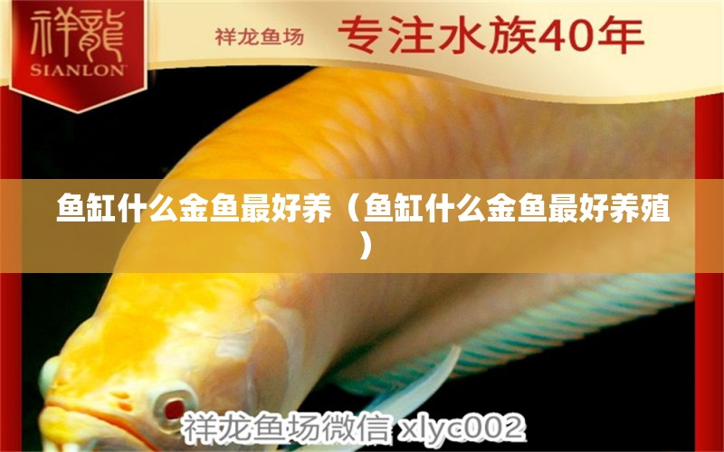 魚缸什么金魚最好養(yǎng)（魚缸什么金魚最好養(yǎng)殖） 純血皇冠黑白魟魚