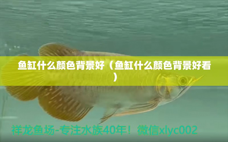 魚(yú)缸什么顏色背景好（魚(yú)缸什么顏色背景好看）