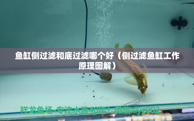 魚缸側(cè)過濾和底過濾哪個好（側(cè)過濾魚缸工作原理圖解）