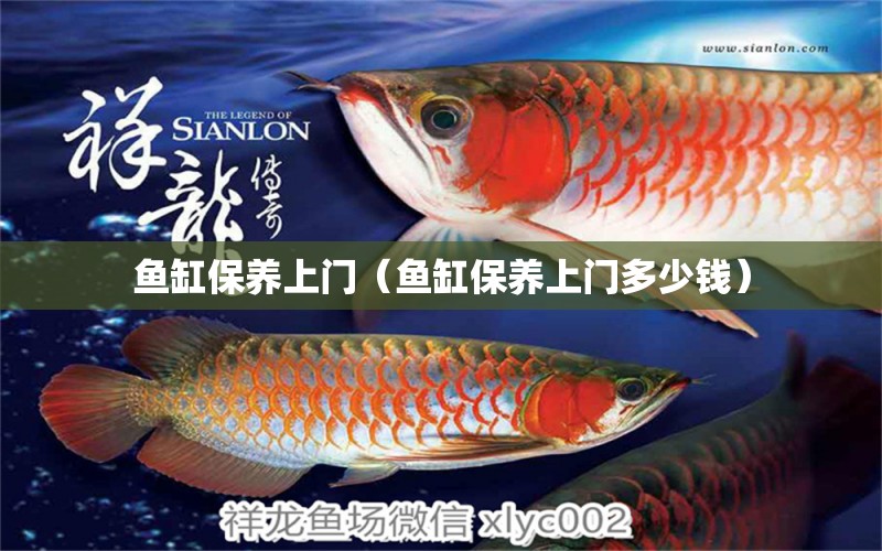 魚缸保養(yǎng)上門（魚缸保養(yǎng)上門多少錢）