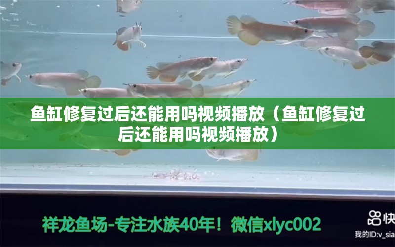 魚缸修復(fù)過后還能用嗎視頻播放（魚缸修復(fù)過后還能用嗎視頻播放）