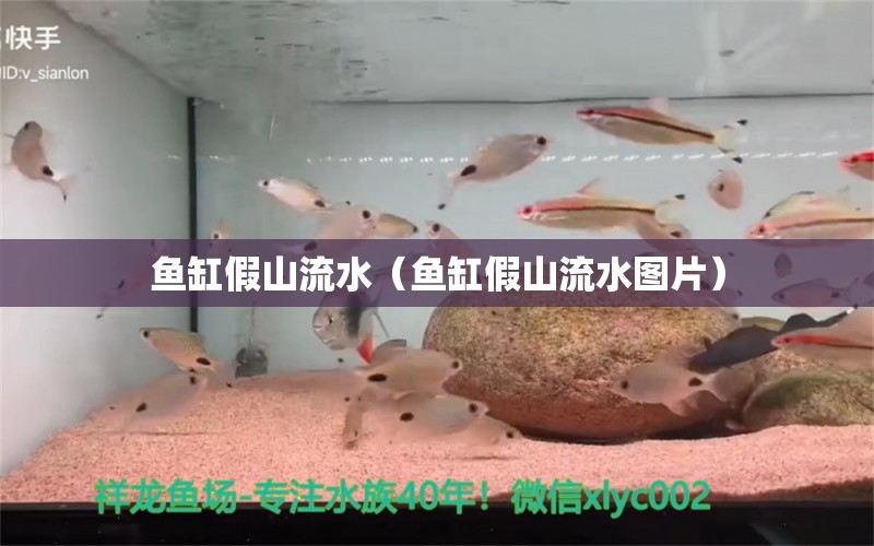 魚缸假山流水（魚缸假山流水圖片） 國產(chǎn)元寶鳳凰魚