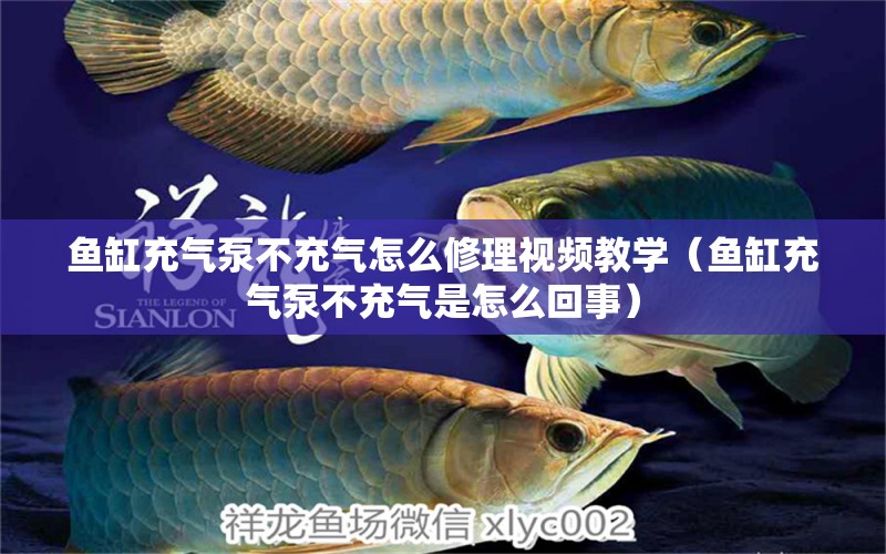 魚缸充氣泵不充氣怎么修理視頻教學（魚缸充氣泵不充氣是怎么回事） 觀賞魚批發(fā)