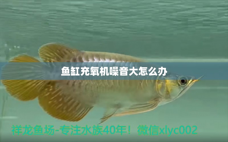 魚缸充氧機(jī)噪音大怎么辦 祥龍魚場