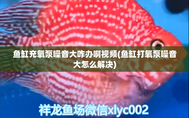 魚缸充氧泵噪音大咋辦啊視頻(魚缸打氧泵噪音大怎么解決) 申古銀版魚