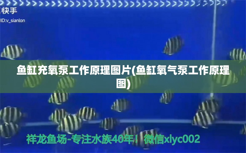 魚缸充氧泵工作原理圖片(魚缸氧氣泵工作原理圖) 紅魔王銀版魚 第1張