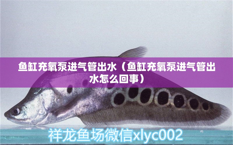 魚缸充氧泵進(jìn)氣管出水（魚缸充氧泵進(jìn)氣管出水怎么回事） 祥龍水族醫(yī)院