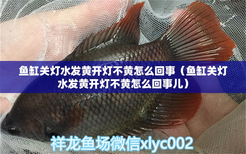 魚缸關燈水發(fā)黃開燈不黃怎么回事（魚缸關燈水發(fā)黃開燈不黃怎么回事兒）