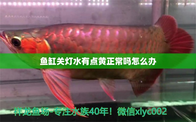 魚缸關(guān)燈水有點黃正常嗎怎么辦 祥龍魚場