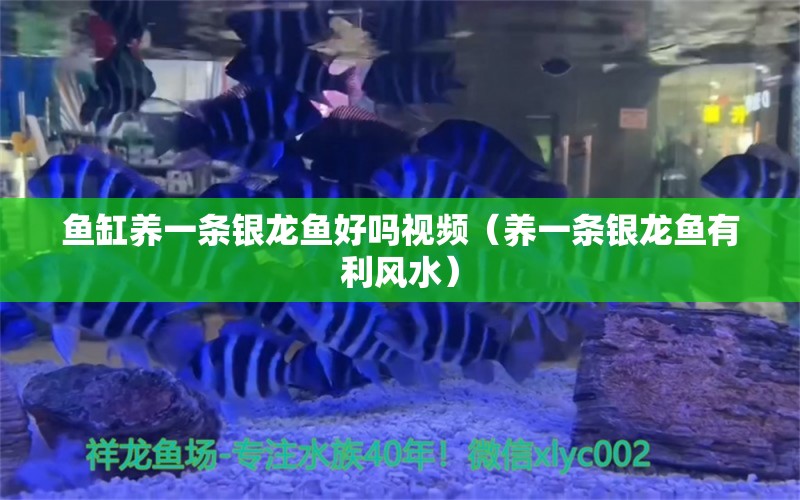 魚缸養(yǎng)一條銀龍魚好嗎視頻（養(yǎng)一條銀龍魚有利風水）