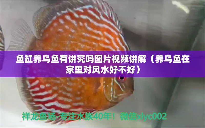 魚缸養(yǎng)烏魚有講究嗎圖片視頻講解（養(yǎng)烏魚在家里對風(fēng)水好不好） 魚缸風(fēng)水