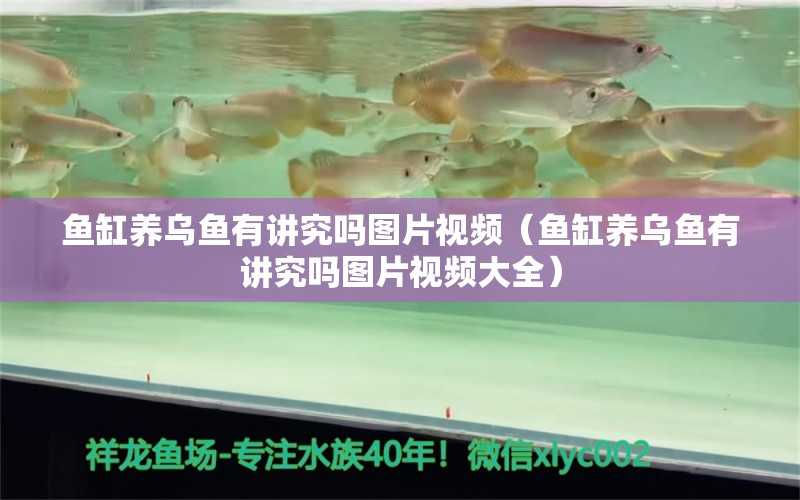 魚缸養(yǎng)烏魚有講究嗎圖片視頻（魚缸養(yǎng)烏魚有講究嗎圖片視頻大全） 祥龍水族醫(yī)院