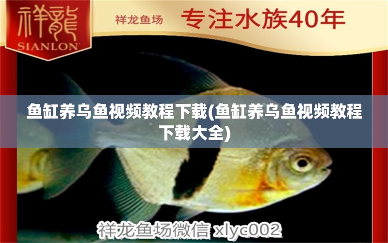 魚缸養(yǎng)烏魚視頻教程下載(魚缸養(yǎng)烏魚視頻教程下載大全) 黃金達摩魚