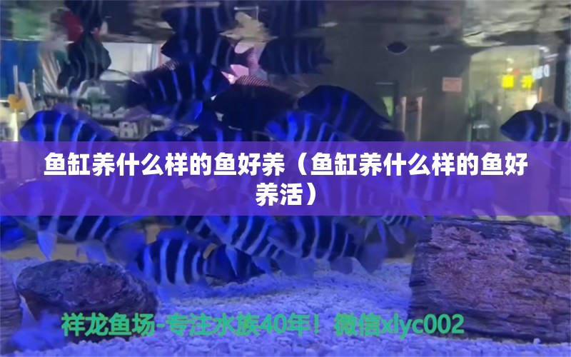 魚(yú)缸養(yǎng)什么樣的魚(yú)好養(yǎng)（魚(yú)缸養(yǎng)什么樣的魚(yú)好養(yǎng)活） ?；?異型虎魚(yú)/純色虎魚(yú)