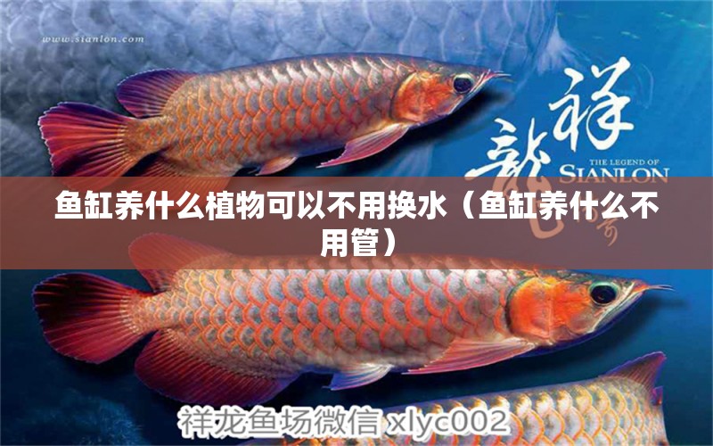 魚缸養(yǎng)什么植物可以不用換水（魚缸養(yǎng)什么不用管）