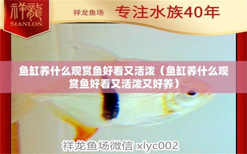 魚缸養(yǎng)什么觀賞魚好看又活潑（魚缸養(yǎng)什么觀賞魚好看又活潑又好養(yǎng)）