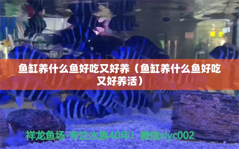 魚缸養(yǎng)什么魚好吃又好養(yǎng)（魚缸養(yǎng)什么魚好吃又好養(yǎng)活） 申古三間魚