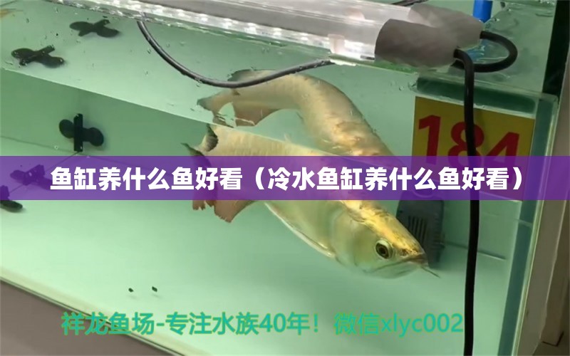 魚缸養(yǎng)什么魚好看（冷水魚缸養(yǎng)什么魚好看）