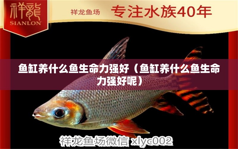 魚缸養(yǎng)什么魚生命力強好（魚缸養(yǎng)什么魚生命力強好呢）