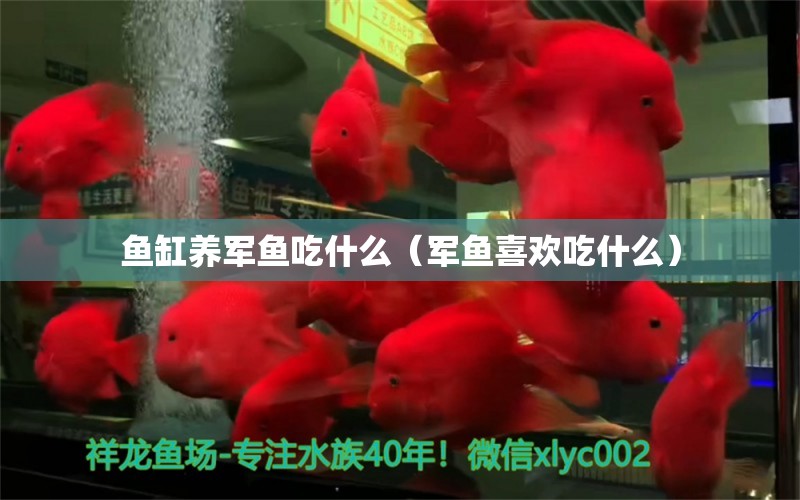 魚缸養(yǎng)軍魚吃什么（軍魚喜歡吃什么）