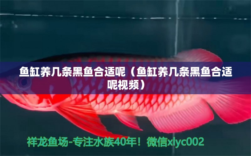 魚(yú)缸養(yǎng)幾條黑魚(yú)合適呢（魚(yú)缸養(yǎng)幾條黑魚(yú)合適呢視頻）