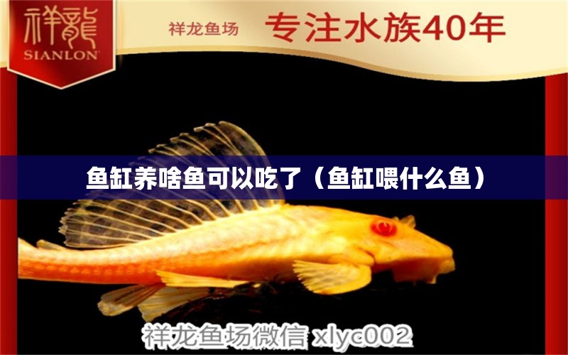 魚缸養(yǎng)啥魚可以吃了（魚缸喂什么魚）