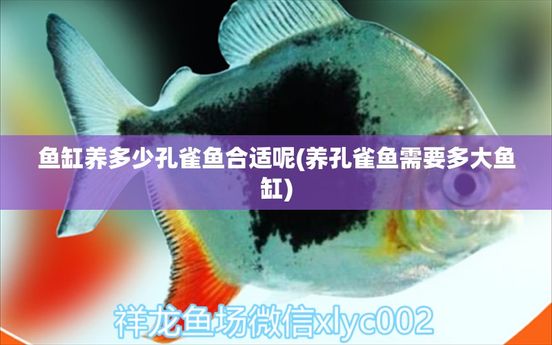 魚缸養(yǎng)多少孔雀魚合適呢(養(yǎng)孔雀魚需要多大魚缸) 祥龍金禾金龍魚