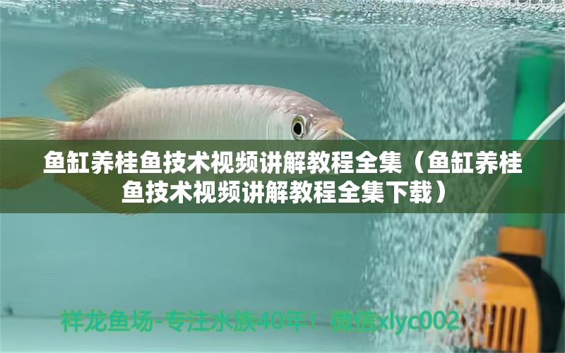 魚缸養(yǎng)桂魚技術(shù)視頻講解教程全集（魚缸養(yǎng)桂魚技術(shù)視頻講解教程全集下載）